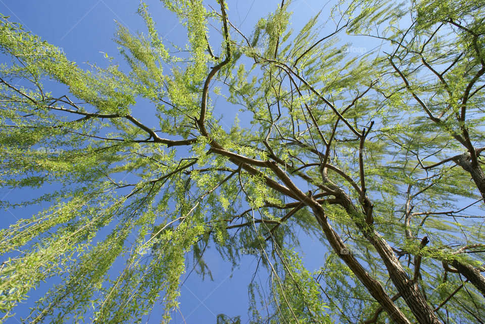 Under the Willow Tree
