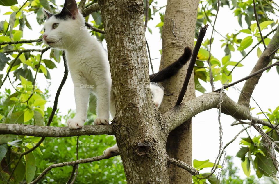 Cat Sitting In Avocado Tree