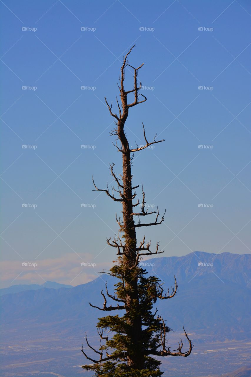Lonely Tree Tower
