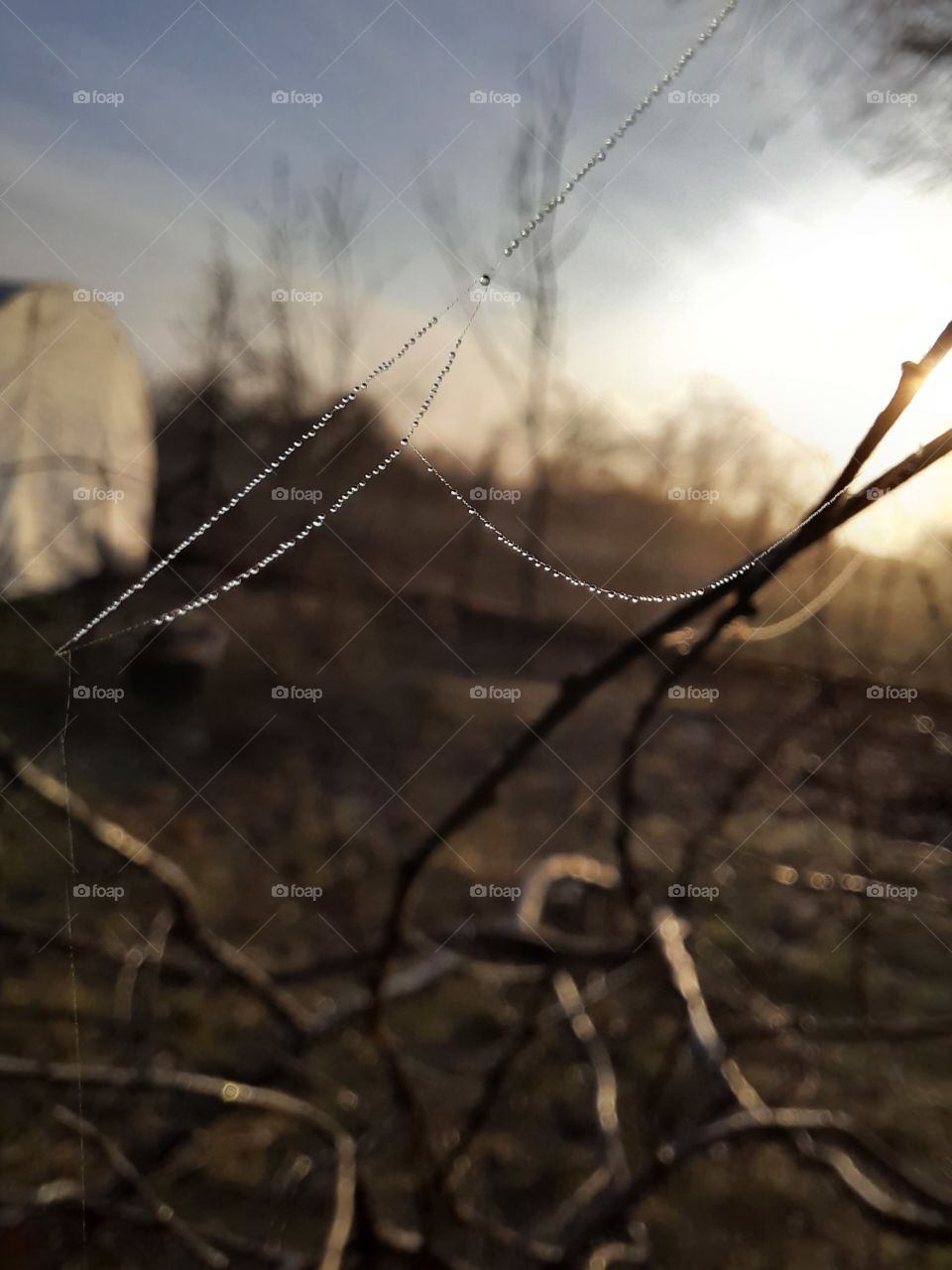 beads of droplets on cobweb in sunshine of early morning