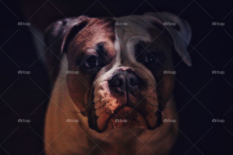 Dog old English bulldog portrait dark face looking at camera 