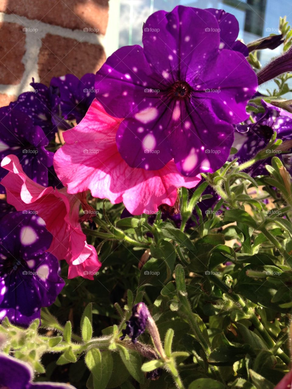 Pink, purple and some white flowers. 