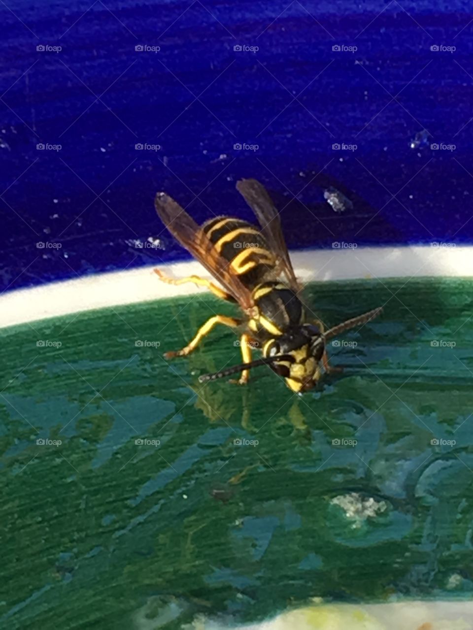 Bee drinking 