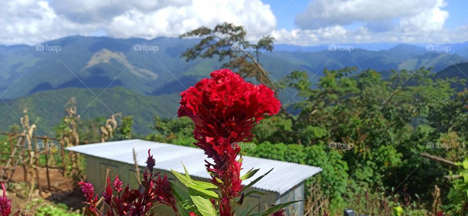 Flowers in mountain view