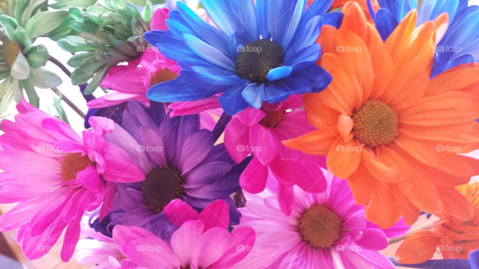 vibrant daisy. bright daisies