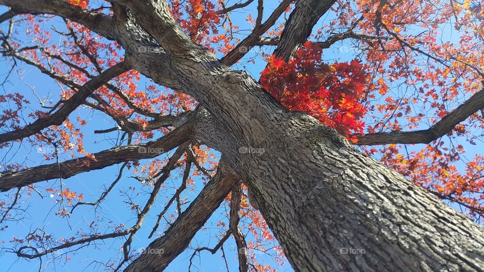 Autumn tree red