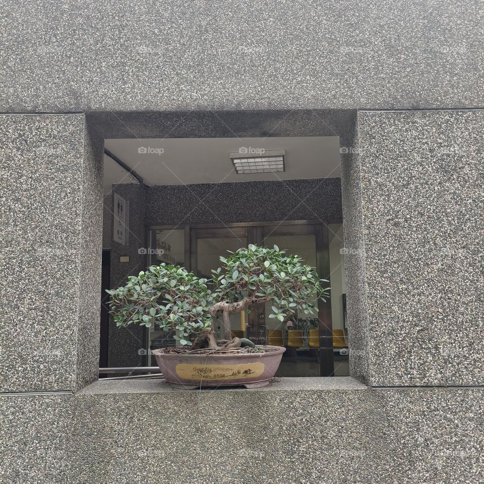 Small plants in Chinese style garden