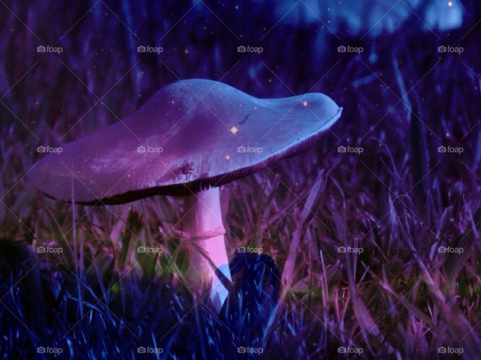 Mushroom in Spacey Woods