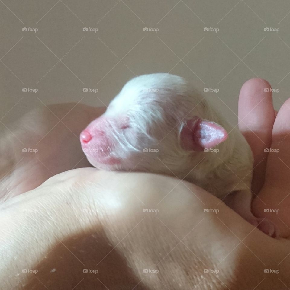 newborn puppy bichon frise