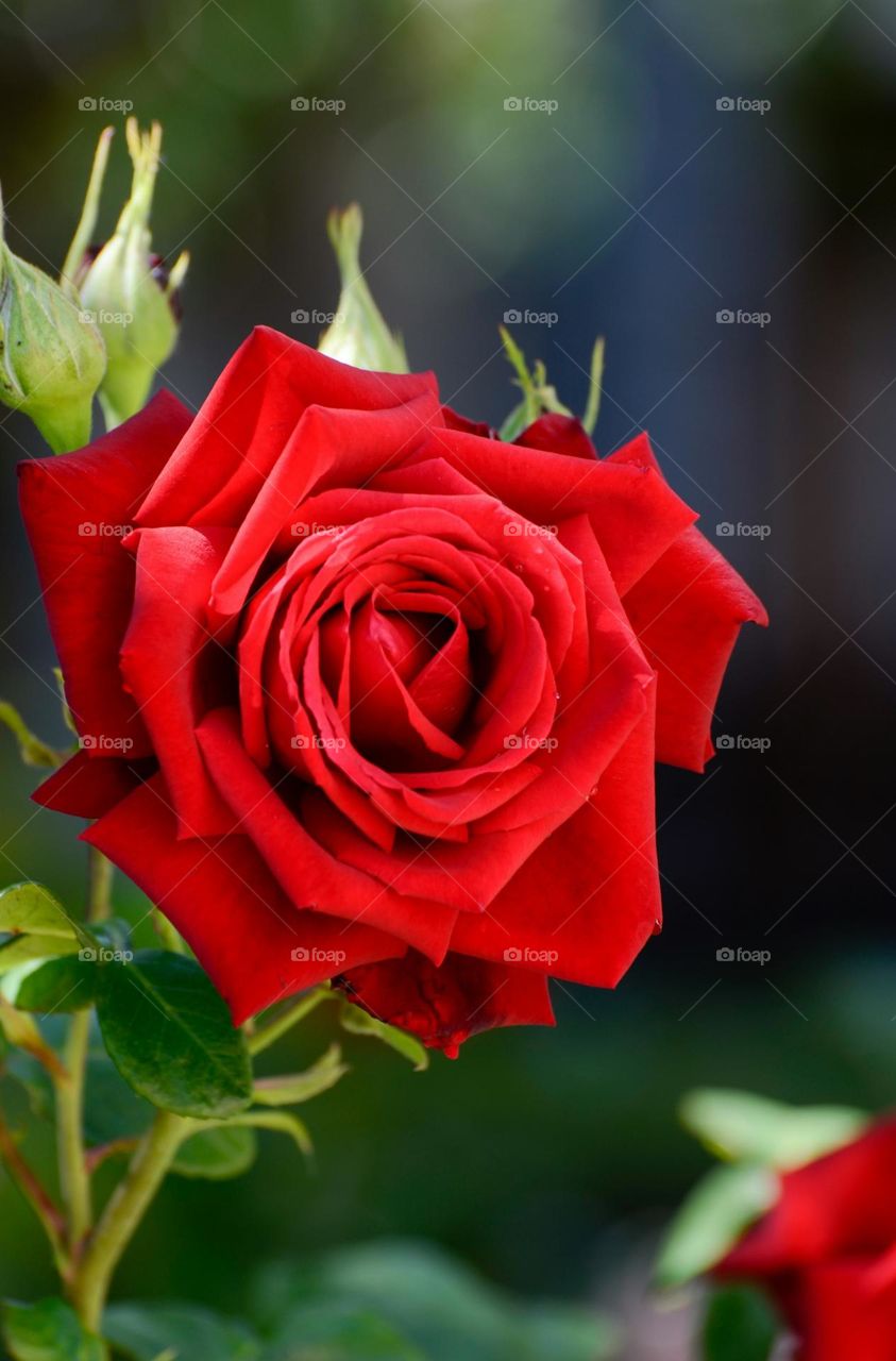 red rose in bloom during daytime