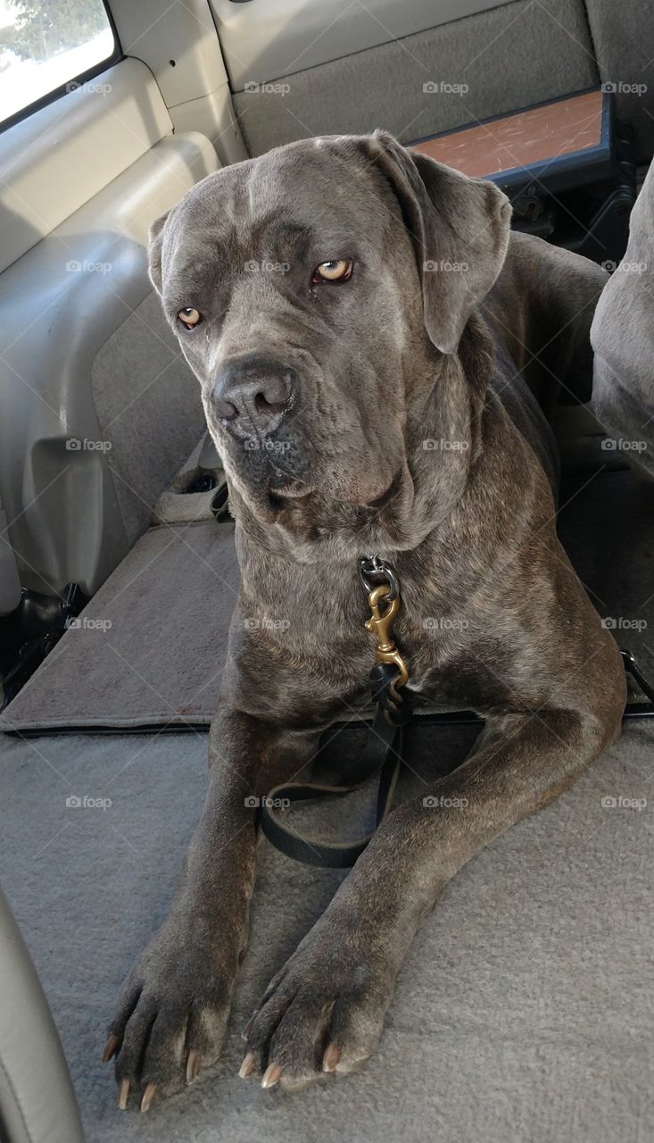 Foapcom Princess Xena Cane Corso Italian Mastiff 2 Years