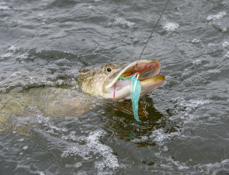 Hooked northern pike caught by a flyfisherman with a colorful pike fishing fly on its mouth October cloudy day at the Baltic Sea in archipelago of Southern Finland.