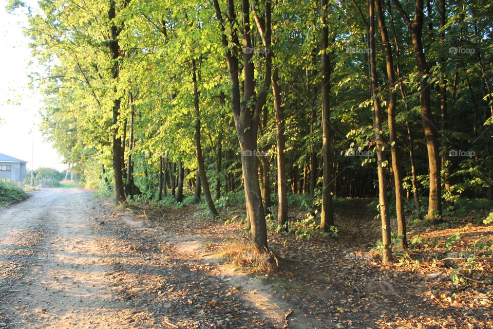 Forest,trees