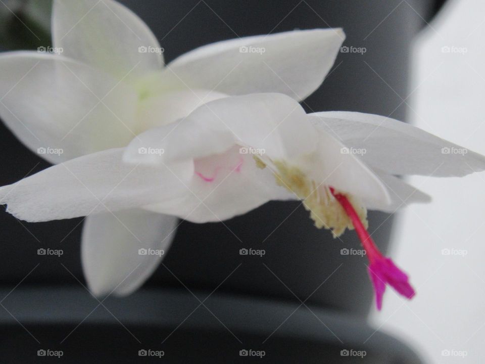 indoor flowers, white Decembrist, Schlumberger's cockatus