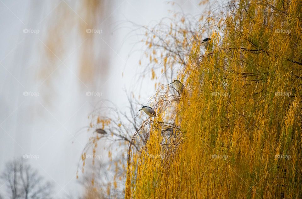 The birds are resting in the colored tree.