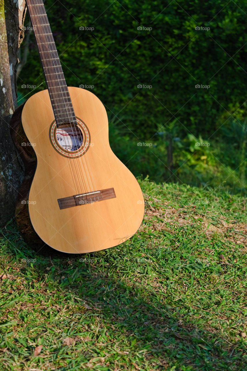 A guitar and The tree