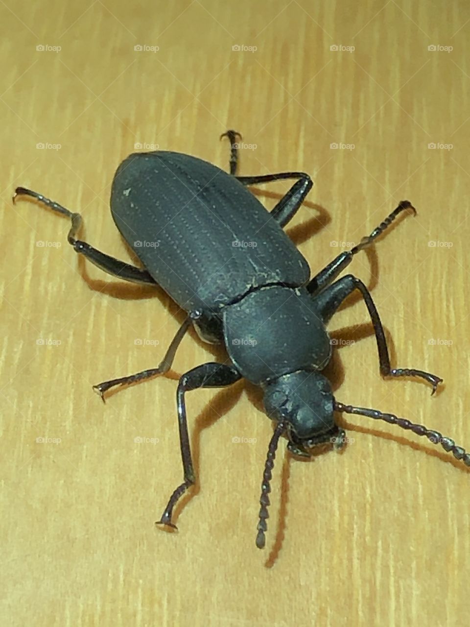 insect