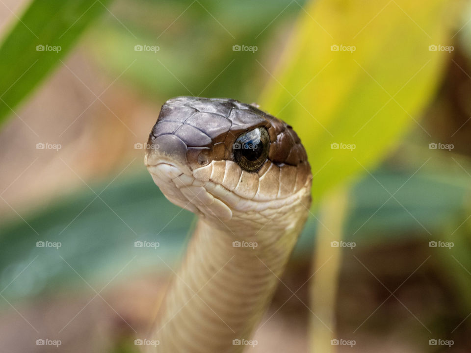 Boomslang (Dispholidus typus) on a branch - a dangerously venomous reptile (snake).