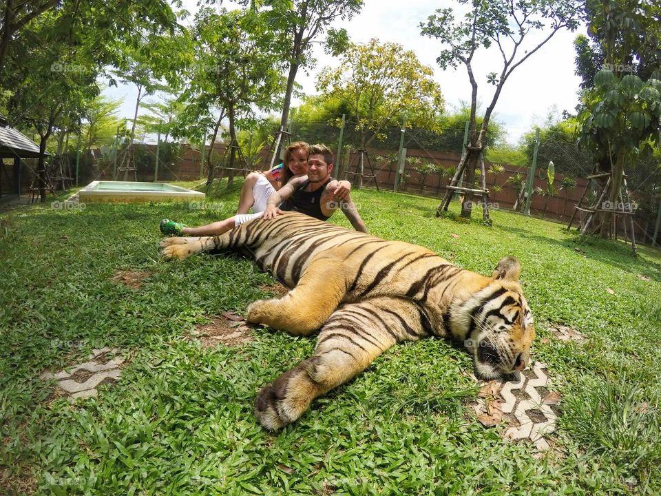 Tiger - Thailand 