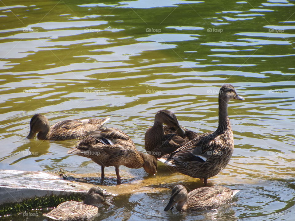 Семейство уток на отдыхе