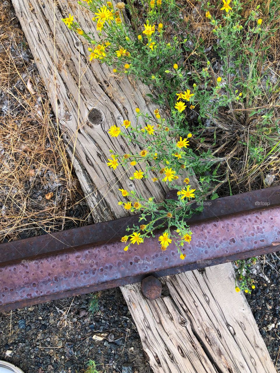 Wildflowers on abandoned railroad tracks 