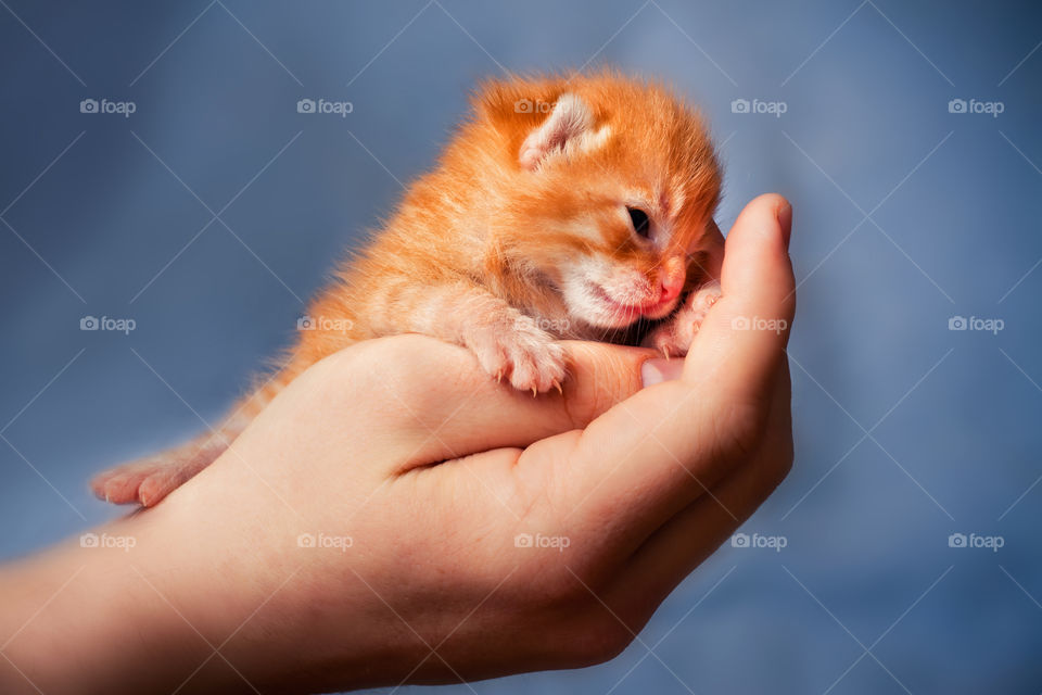 Newborn red tabby kitten in man hand