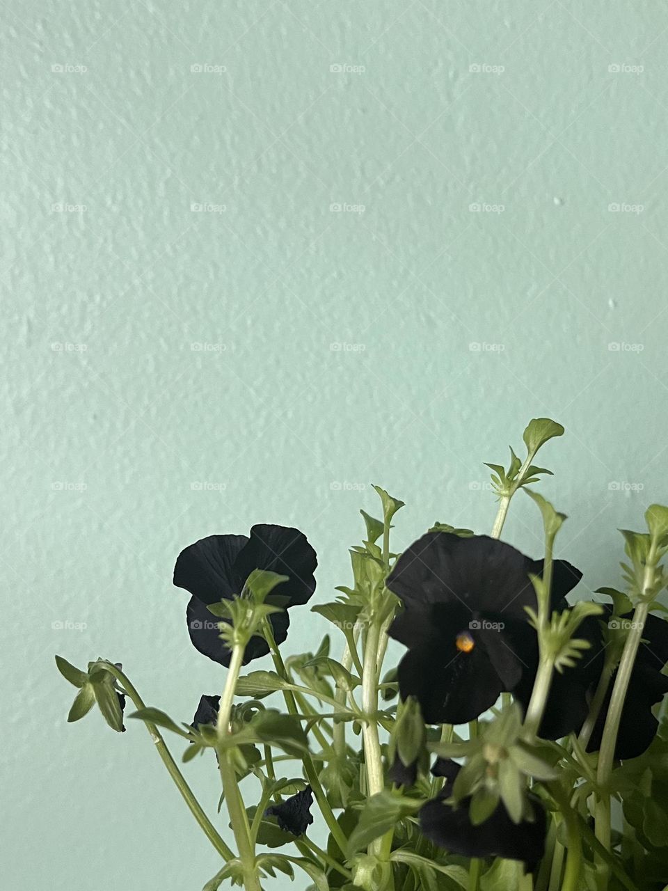 Beautiful black pansies on mint green wall 