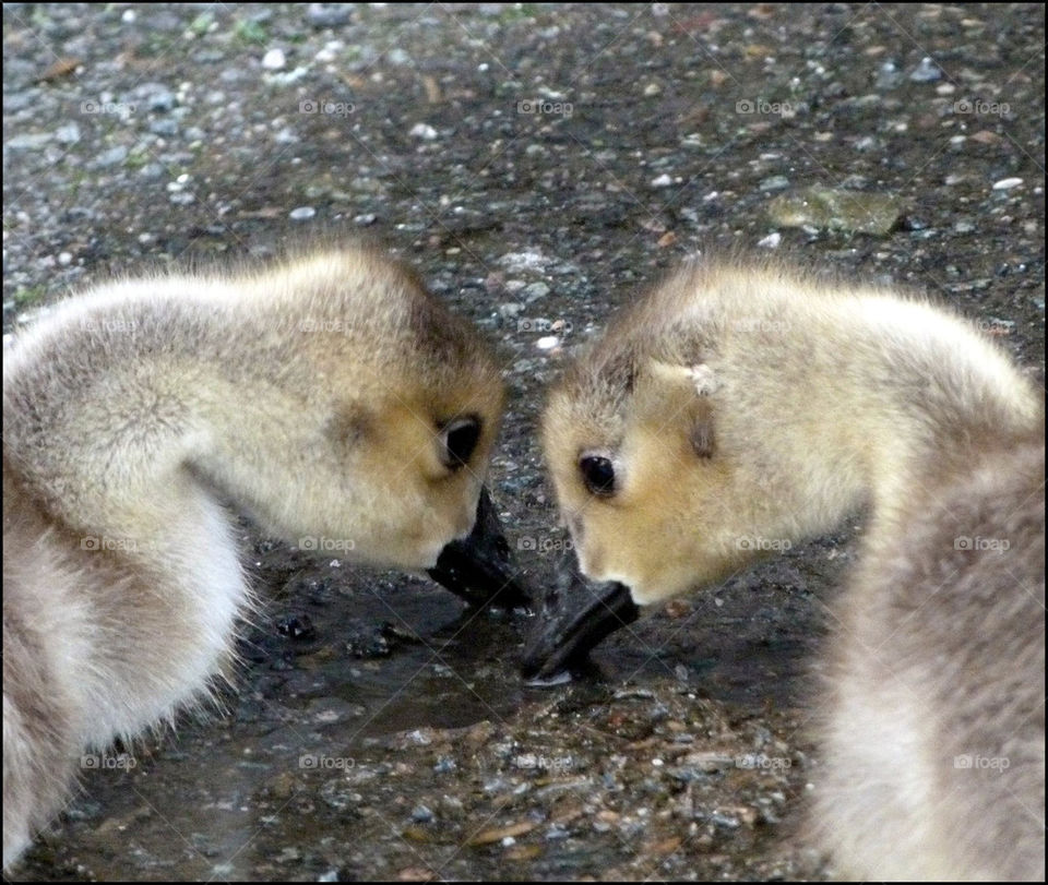 Duckling love