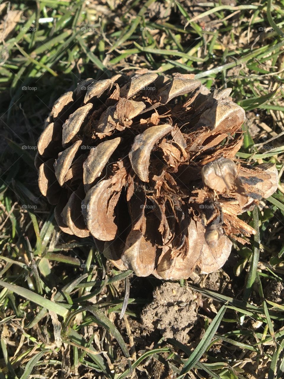 Pine cone on spring grass