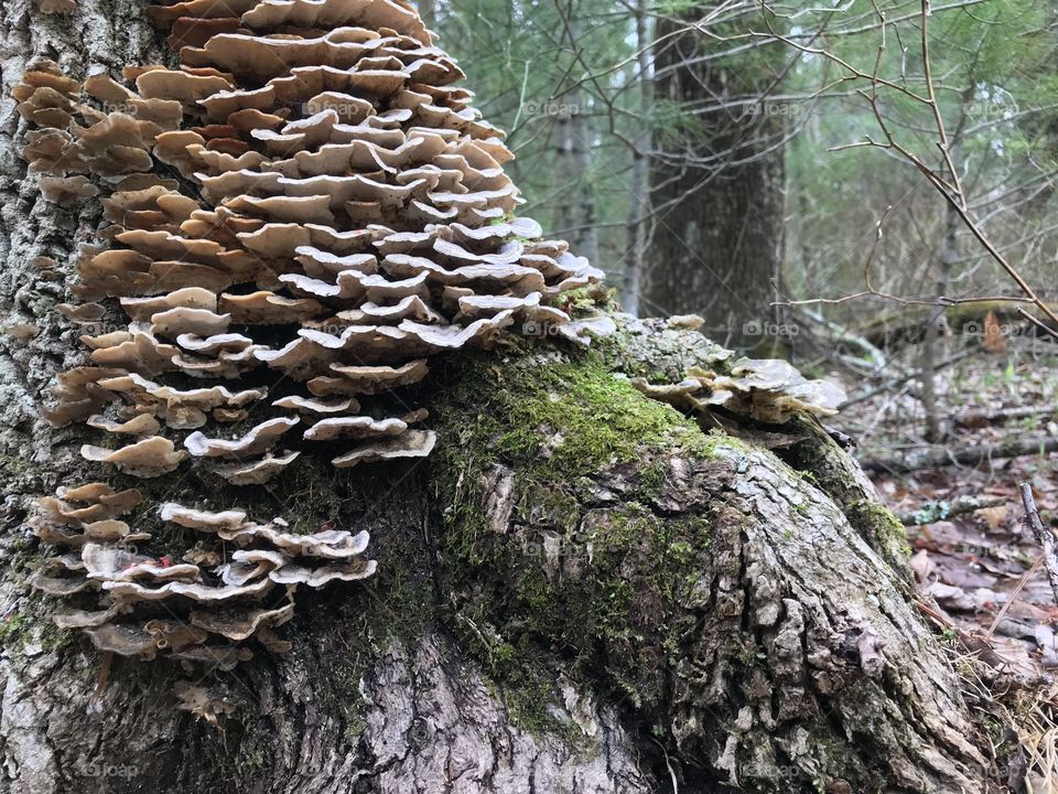 Mossy lichen tree