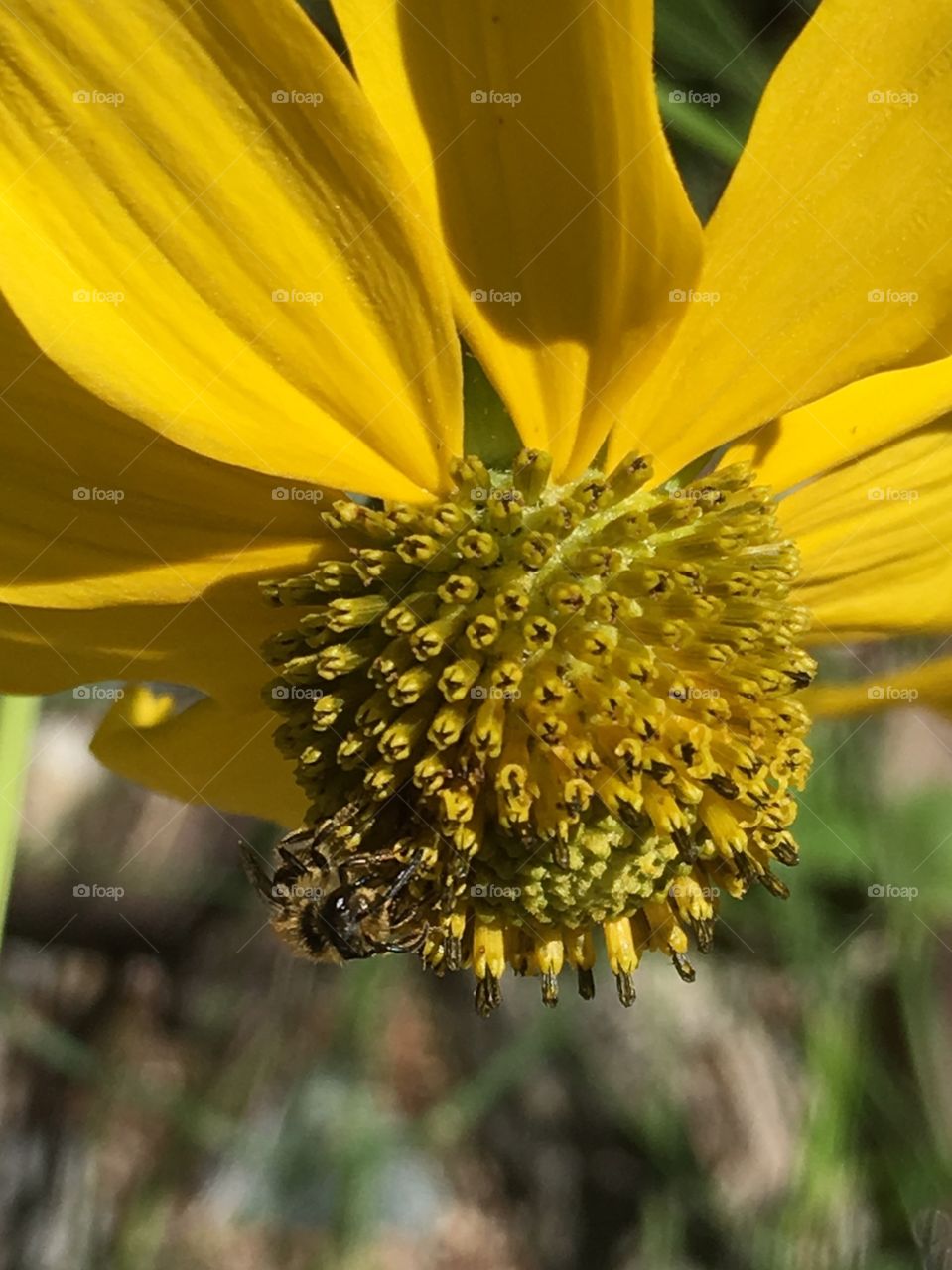 A closeup of a friendly bee visiting a yellow sunflower in the wild garden of nature.