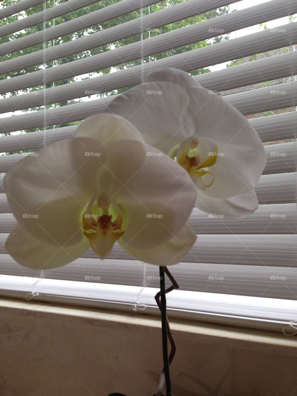 Orchids