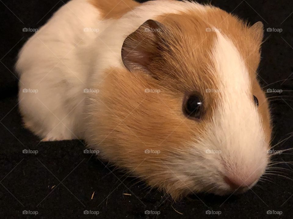 Guinea pig named sugar