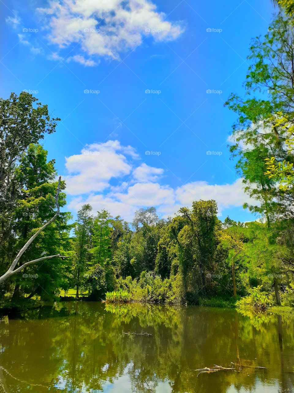 A lush green landscape surrounds Alice's Pond at Mead Botanical Garden. With blue sky and white clouds on this beautiful day.