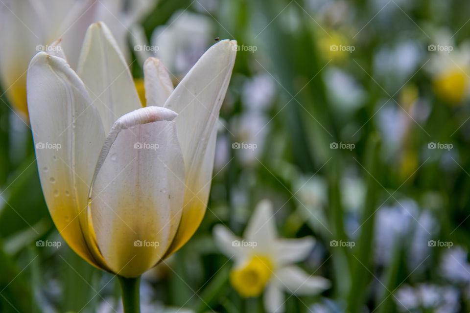 Tulips in the rain