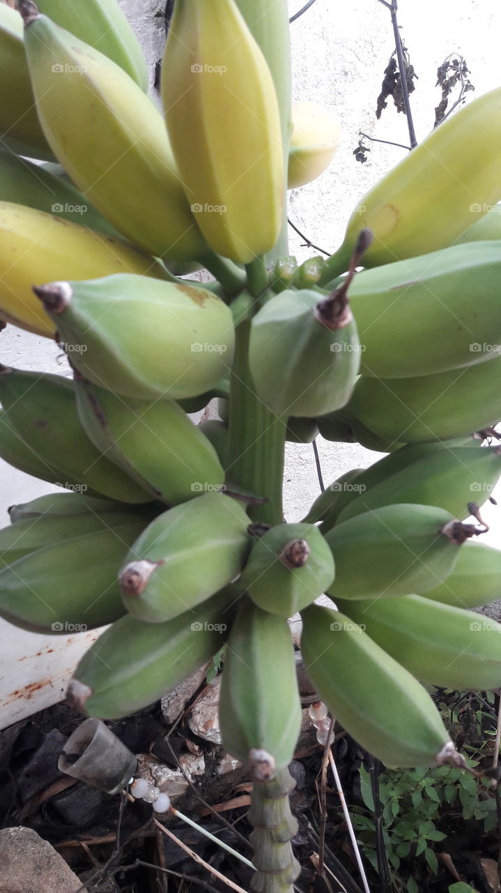 plataneras. platanos