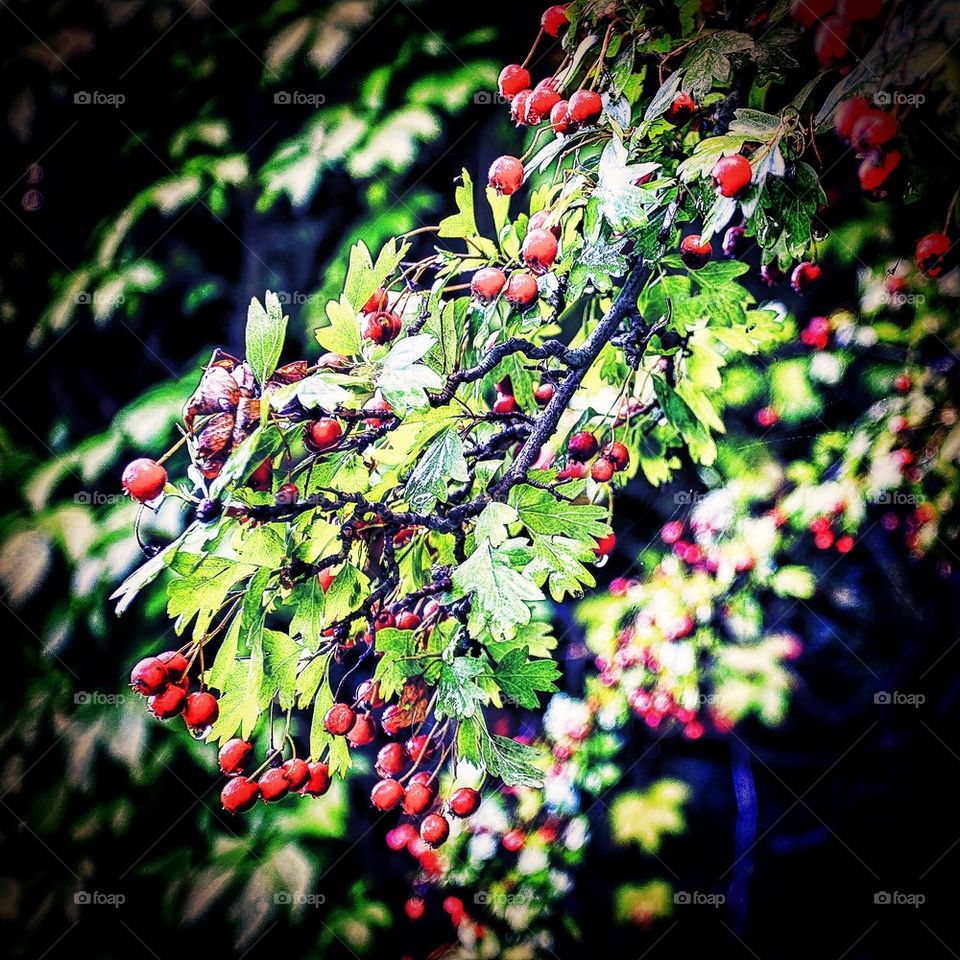 Rowan berries in rain