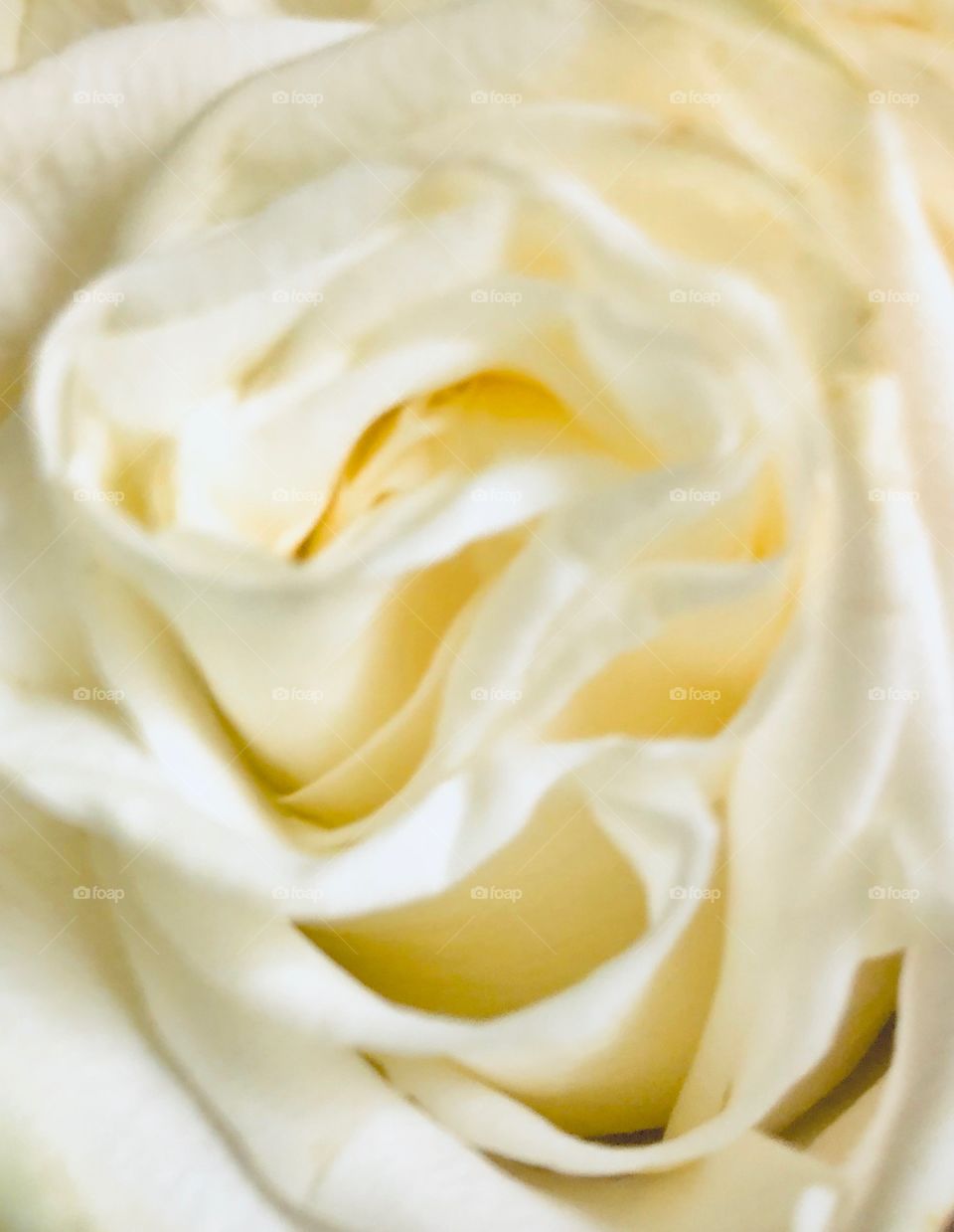 White Rose Closeup