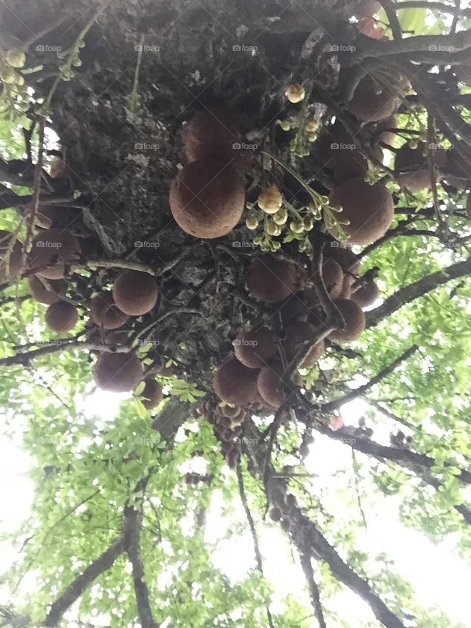 Salmal tree and fruit