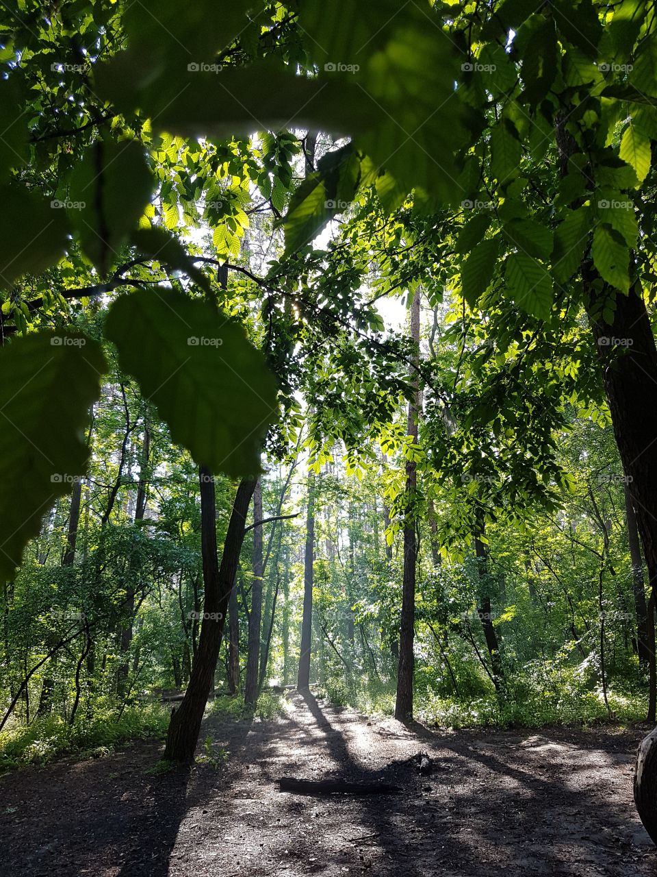 sunshine in morning forest