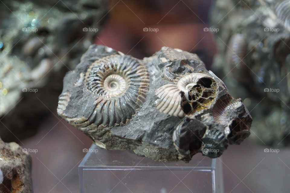 Skamieliny - Old Stone