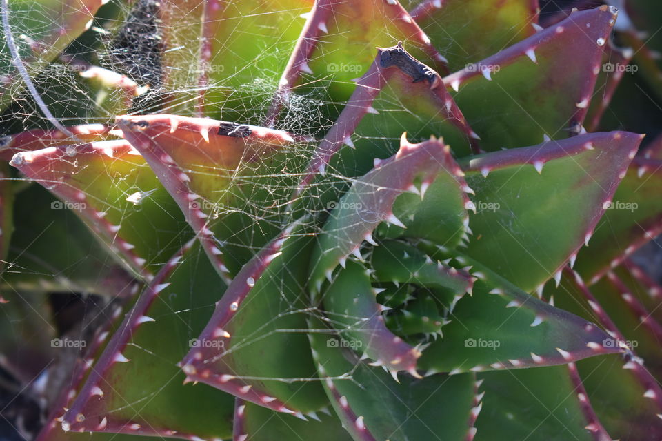 Aloe spider net