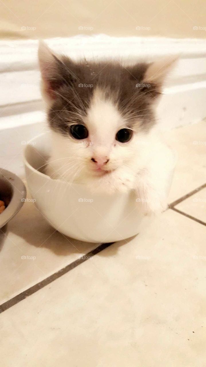 kitty in bowl