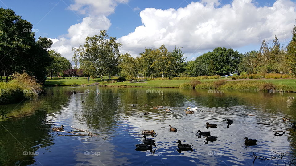 Beautiful Landscapes and Ducks