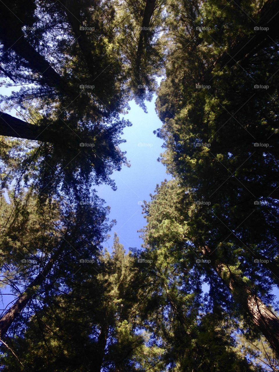 Redwood perspective