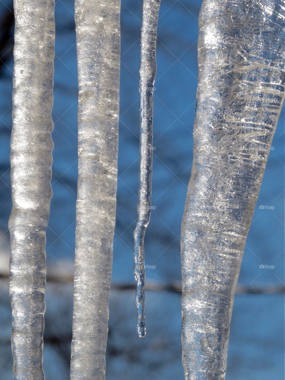 Winter icicles