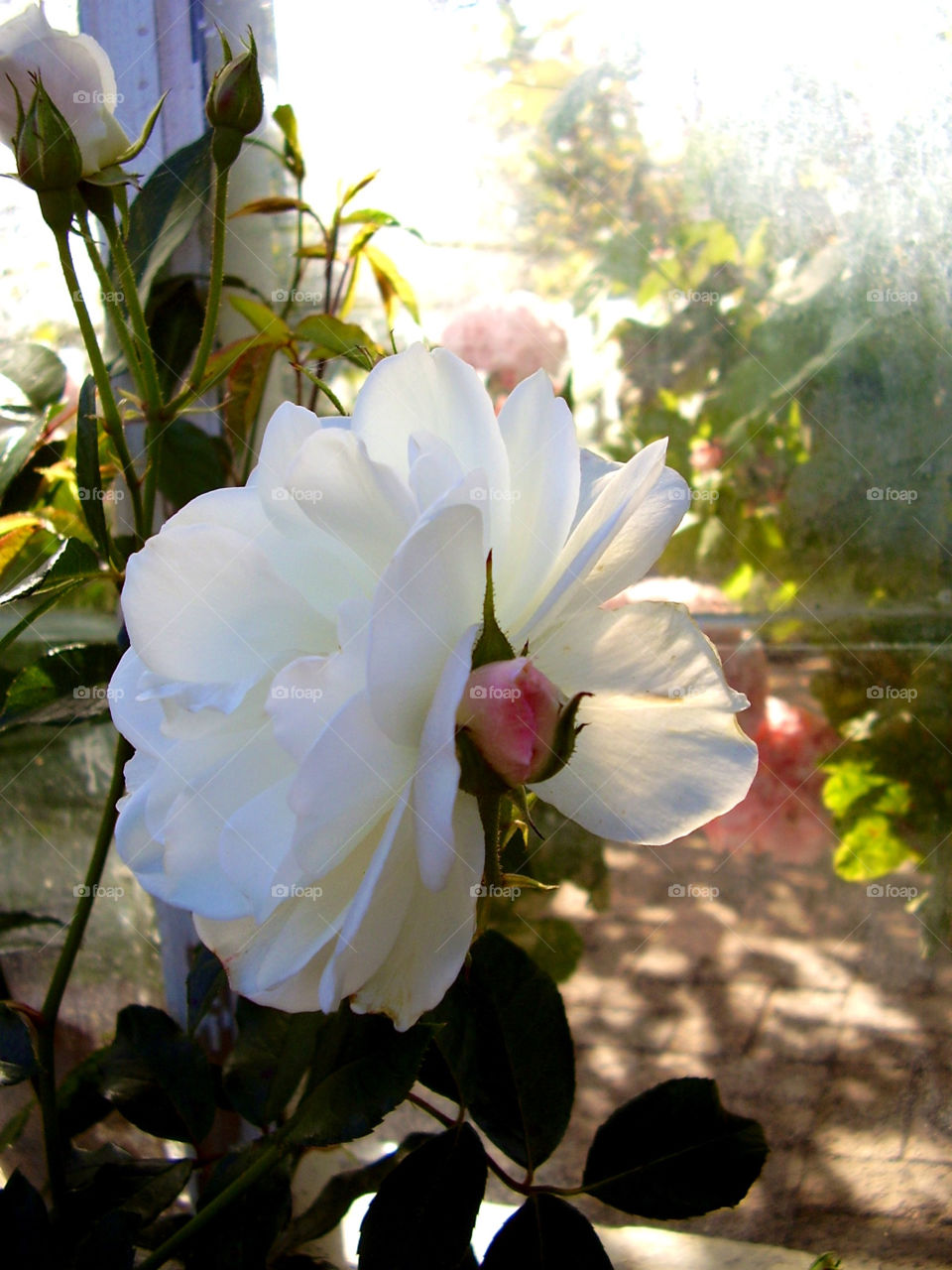 garden nature pink flower by cabday