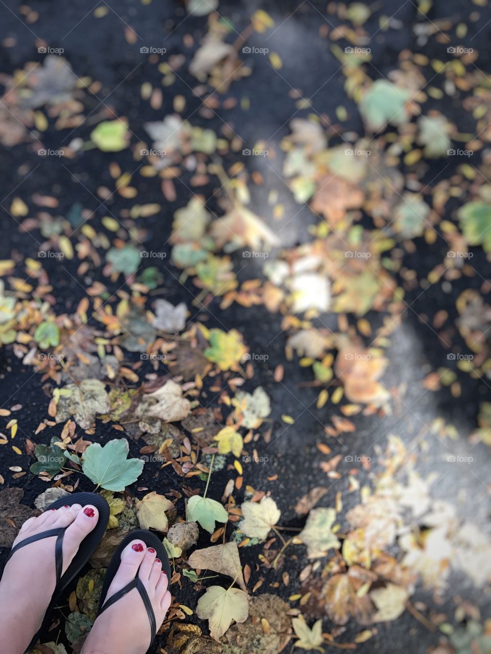 Walking home,  amongst the leaves on the city sidewalk in Moscow, Idaho.