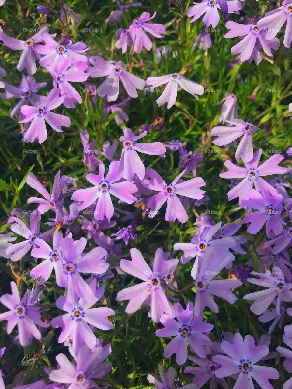 Small purple phlox flowers blooming and growing in a bush during the warm spring 