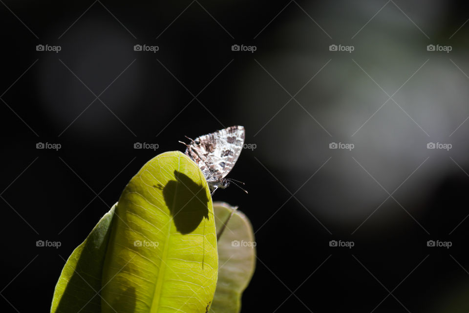 Geranium Bronze Butterfly (Cacyreus marshalli) Peeking Over Leaf With Shadow, Limpopo, South Africa